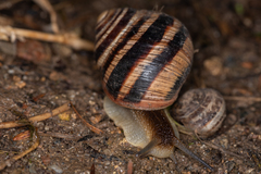 Helix albescens