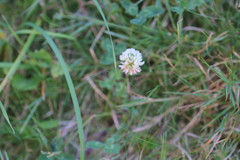 Trifolium repens