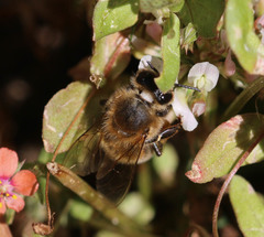 Apis mellifera