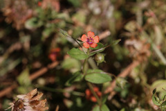 Lysimachia arvensis
