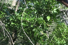 Smelophyllum capense