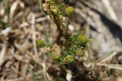 Matricaria discoidea
