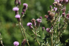 Cirsium arvense