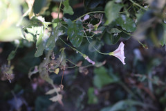 Convolvulus arvensis