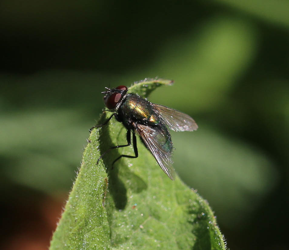 Common European Greenbottle Fly from Centre, 35000 Rennes, France on ...