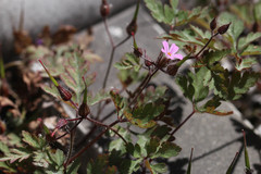 Geranium robertianum