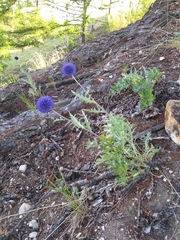 Echinops latifolius