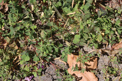 Oxalis corniculata