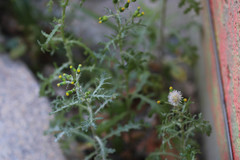 Senecio vulgaris