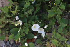 Convolvulus arvensis