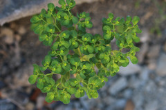 Euphorbia peplus