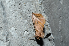 Pseudeva purpurigera