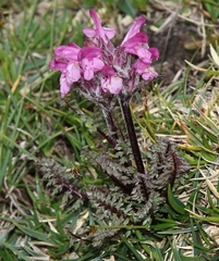 Pedicularis rosea