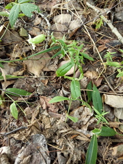 Silene procumbens