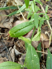 Silene procumbens