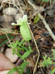 Silene procumbens