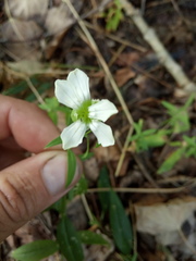 Silene procumbens