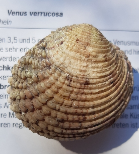 Brbavica (Venus verrucosa)
