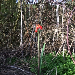 Phycella cyrtanthoides