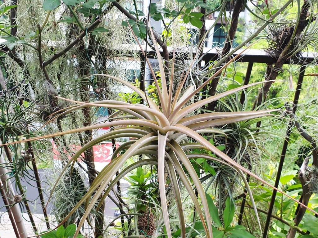 Tillandsia buchlohii
