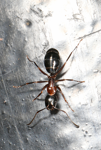 Nearctic Carpenter Ant photo 5