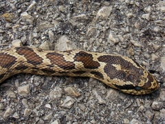 Elaphe quatuorlineata