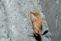 Pseudeva purpurigera