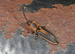 Megapenthes limbalis
