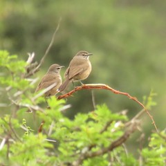 Cercotrichas coryphoeus coryphoeus