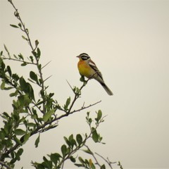 Emberiza flaviventris flaviventris