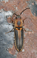 Megapenthes limbalis