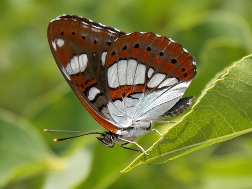 Southern White Admiral