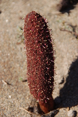 Cynomorium coccineum