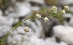 Sesleria sphaerocephala