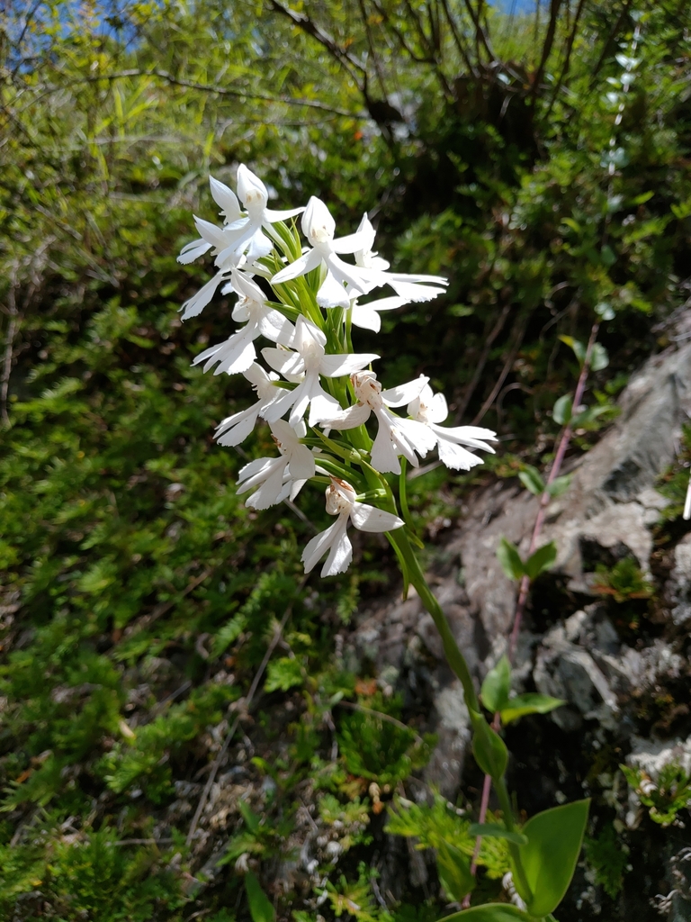 Habenaria dentata