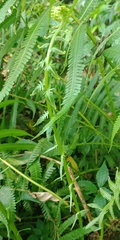 Pseudocyclosorus esquirolii