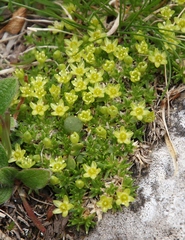 Cherleria sedoides