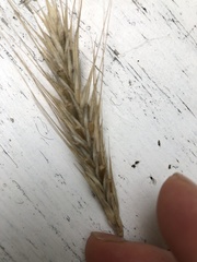 Hordeum vulgare