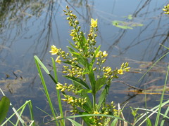 Lysimachia davurica