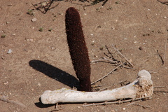 Cynomorium coccineum