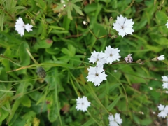 Heliosperma alpestre