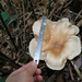 Pleurotus giganteus - Photo (c) PK Yeung, some rights reserved (CC BY-NC), uploaded by PK Yeung