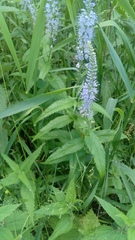 Veronica longifolia