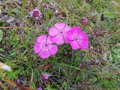 Dianthus alpinus