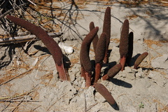 Cynomorium coccineum