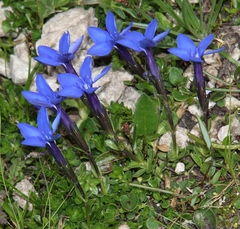Gentiana bavarica