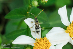 Chlorophorus macaumensis