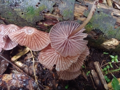 Mycena holoporphyra
