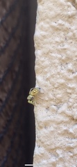Salticinae