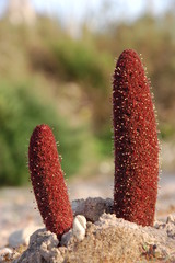 Cynomorium coccineum